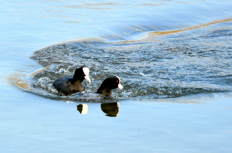 Fulica atra